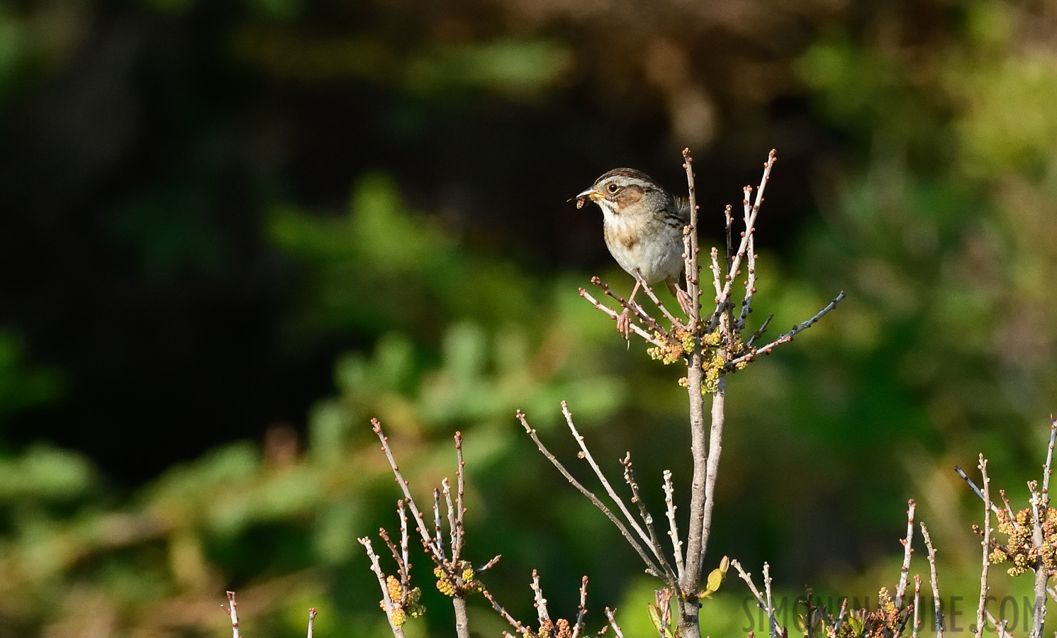 Melospiza georgiana georgiana [400 mm, 1/1000 sec at f / 9.0, ISO 1600]